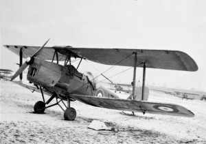 Tiger Moth